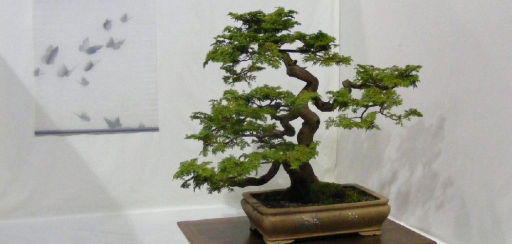 How to Make Bonsai Pots